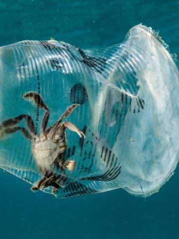 Ocean 3 Ocean Cleanup